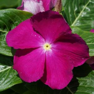 deep orchid