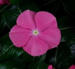 deep pink