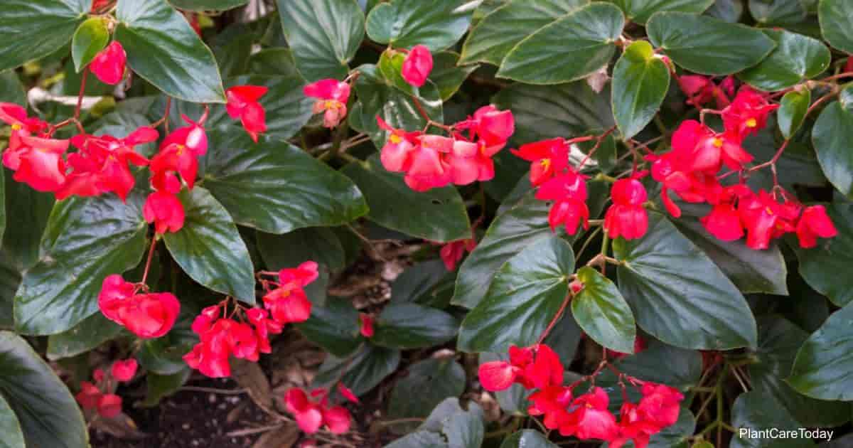 dragon-wing-begonia-t1-min