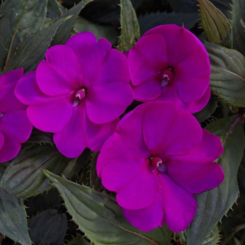 GUEST_1ea9a2db-3680-4f29-9f3a-211294d30498