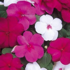 Impatiens merlot mix