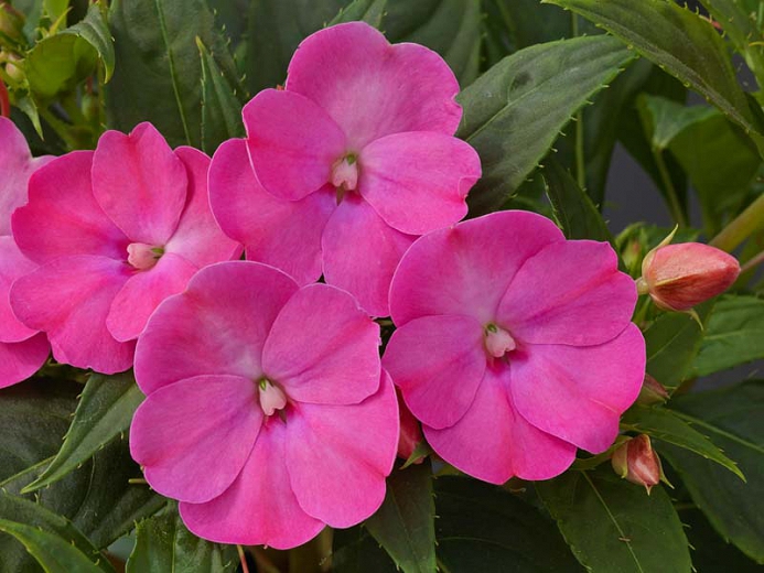 Impatiens_SunPatiens_Compact_Lilac_Bloom_24192 Optimized