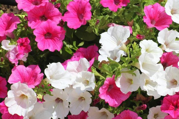 petunias-pink-white