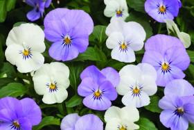 penny Azure twilight