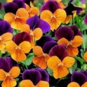 penny orange jump up