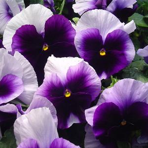 premium beaconsfield