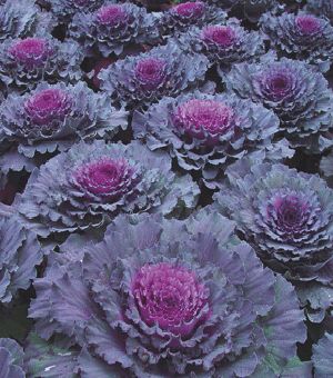 red cabbage