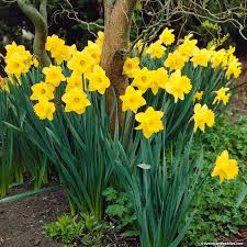 dutch master daffodils