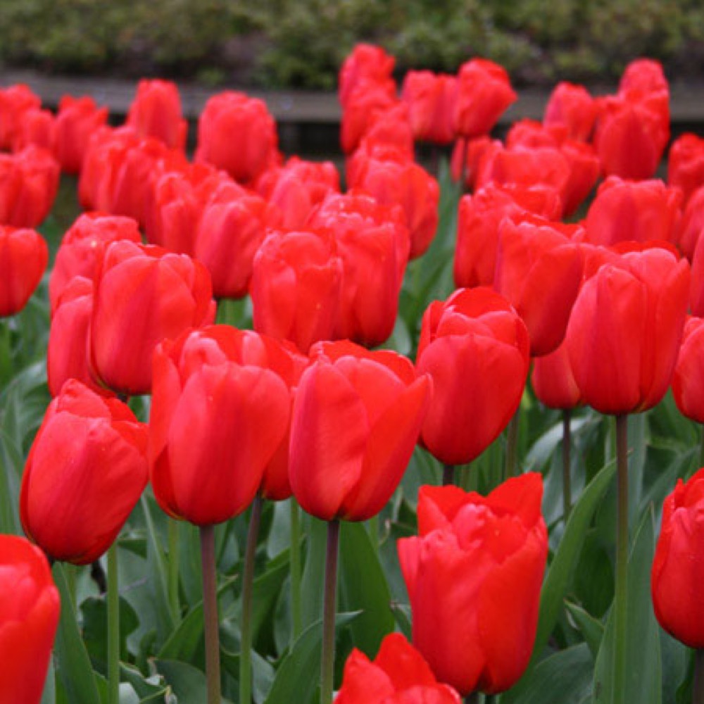 t-3_tulip_apeldoorn