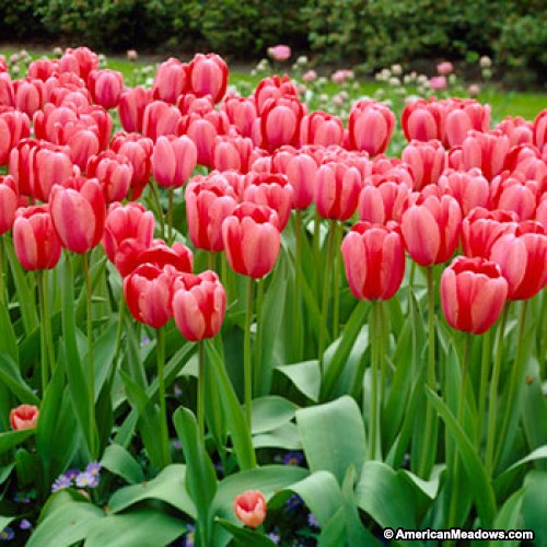 tulippinkimpression2